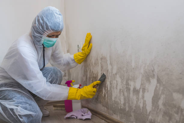 Best Certified Mold Removal  in Douglas, WY