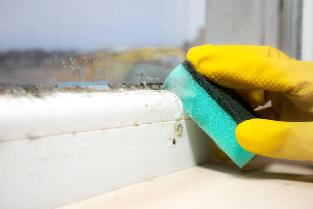 Best Residential Mold Removal  in Douglas, WY