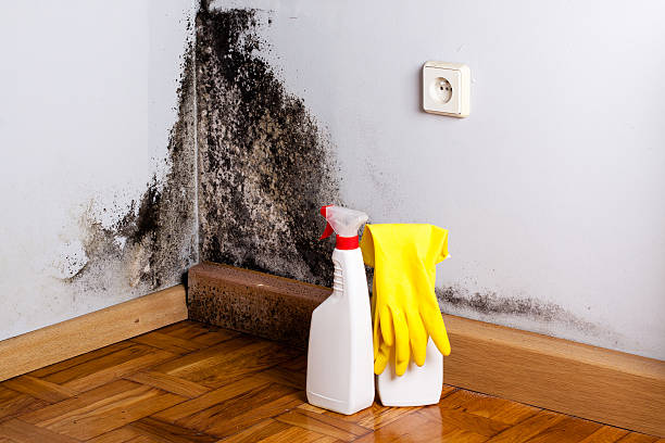 Best Black Mold Removal  in Douglas, WY