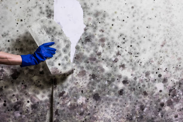 Best Local Mold Removal Service  in Douglas, WY