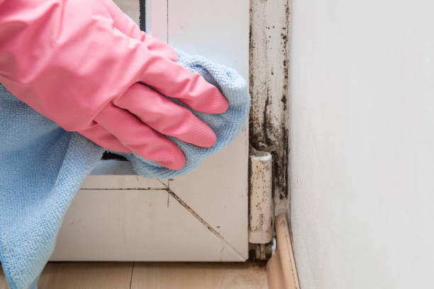 Best Office Mold Removal Services  in Douglas, WY