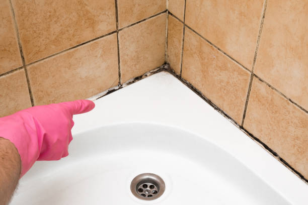 Best Professional Mold Removal  in Douglas, WY